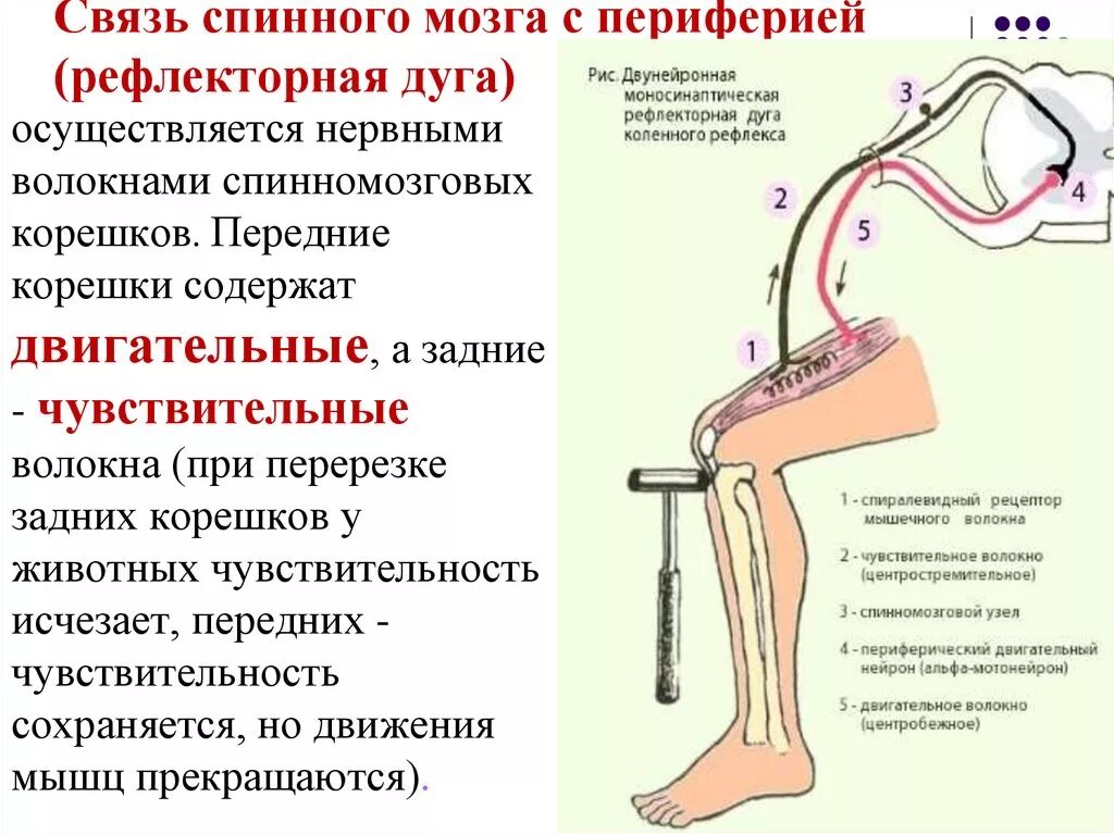 Двигательные рефлексы человека. Рефлекторная функция спинного мозга строение. Рефлекторная дуга двигательного спинального. Строение рефлекторной дуги коленного рефлекса. Рефлекторная дуга спинального рефлекса.