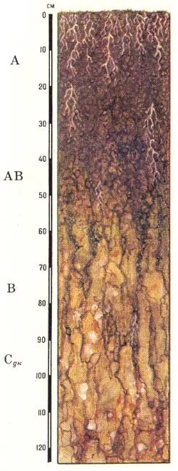 Лугово черноземные почвы. Лугово-черноземные почвы профиль. Строение профиля лугово-черноземных почв. Гумусовый Горизонт черноземных почв. Почвенный профиль Горно-луговых почв.