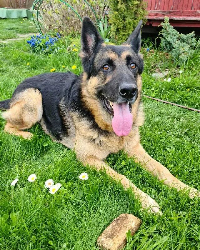 овчаркоманда спб. овчаркоманда спб. овчаркоманда спб. овчаркоманда спб. немецкая овчарка добрая.