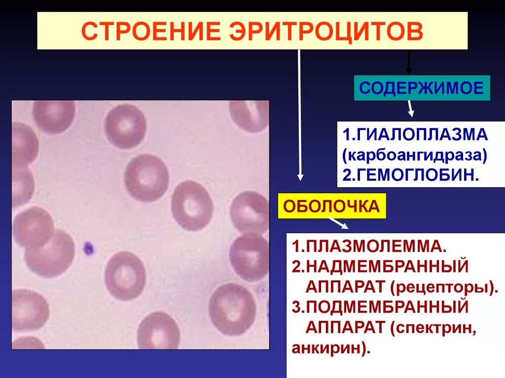 Строение эритроцита человека. Строение эритроцитов. Внутреннее строение эритроцита. Эритроциты форма и строение.