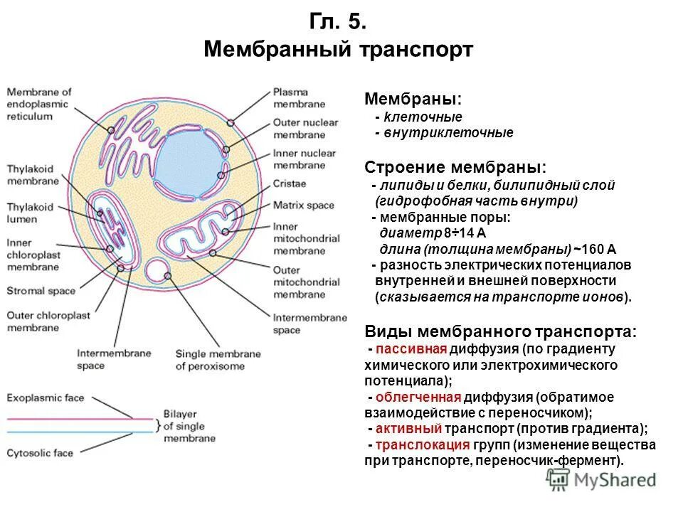 Как называют заполняющую внутриклеточное пространство жидкость. Внутриклеточная и внеклеточная жидкость соотношение. Основной катион внутриклеточной жидкости. Внеклеточная жидкость функции. Внутриклеточные мембраны.