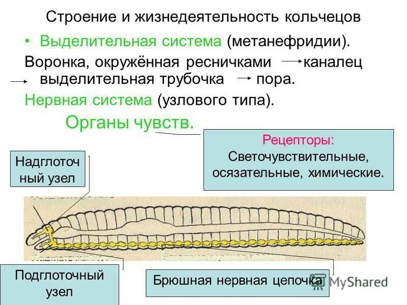 Выделительная система кольчатых червей состоит из. Кольчатые черви метанефридии. строение кольчецов. строение нервной системы кольчатых червей. кольчатые черви строение.