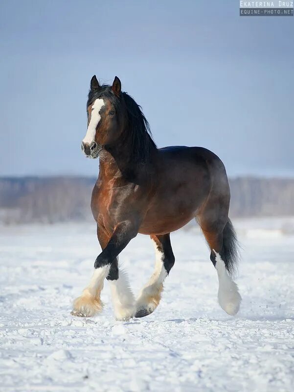 The Vladimir heavy draft. The Stallion is owned by Yaroslavsky Zoo. Лошади клейд