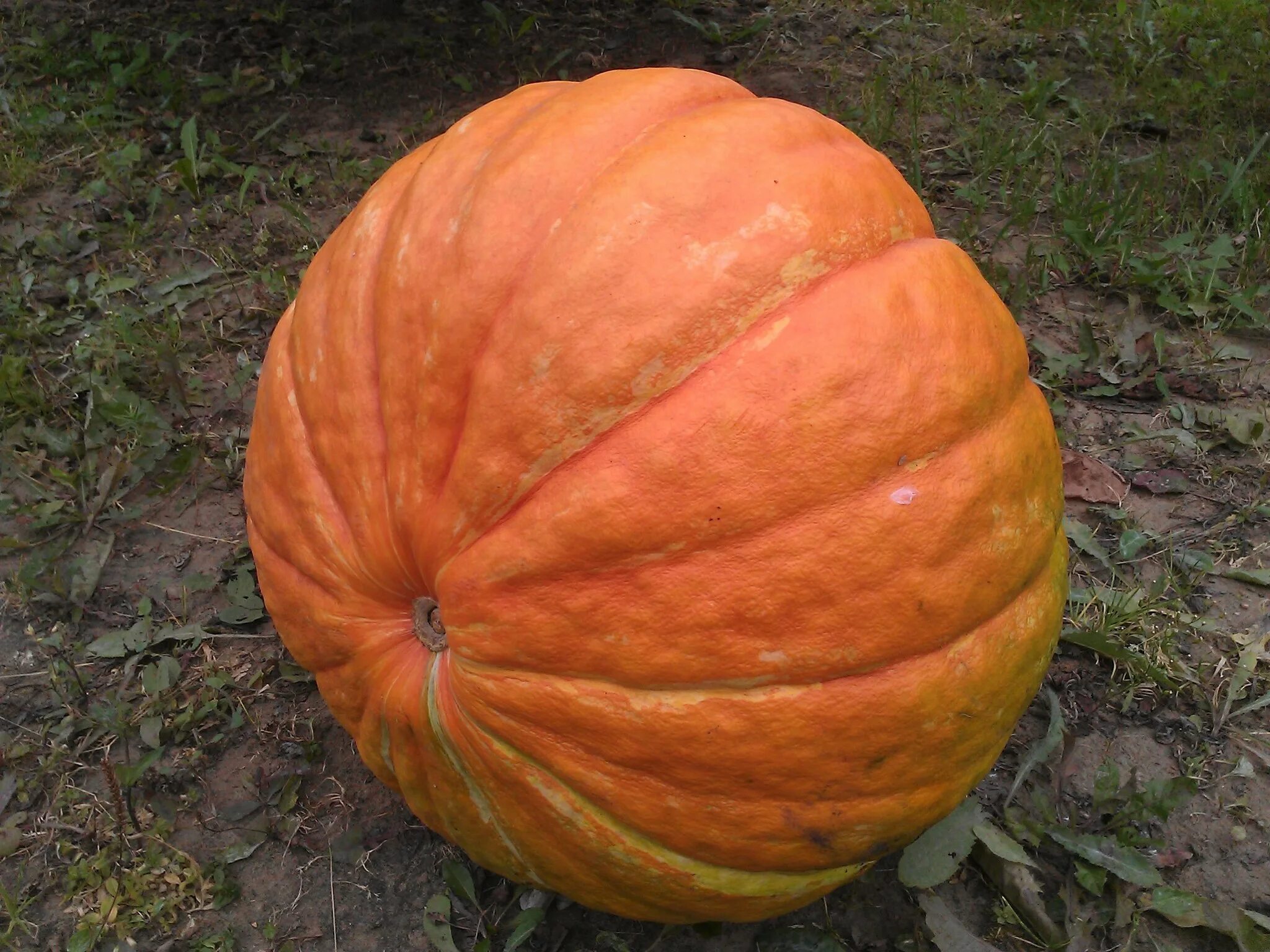 сорт тыквы бюргер. тыква мелкоплодная японская селекция. тыква нельсон f1. тыква 5 кг. тыква волтхем баттернат.