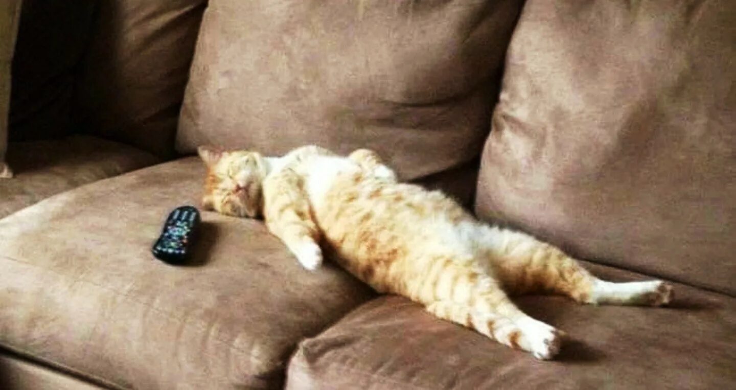Кот на диване. Коты на диване. Котик лежит. Кот развалился на диване.