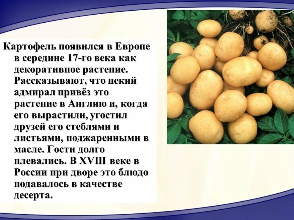 Когда завезли картофель в россию. Как появился картофель. Проект картофель. Откуда возник картофель. История происхождения картофеля.