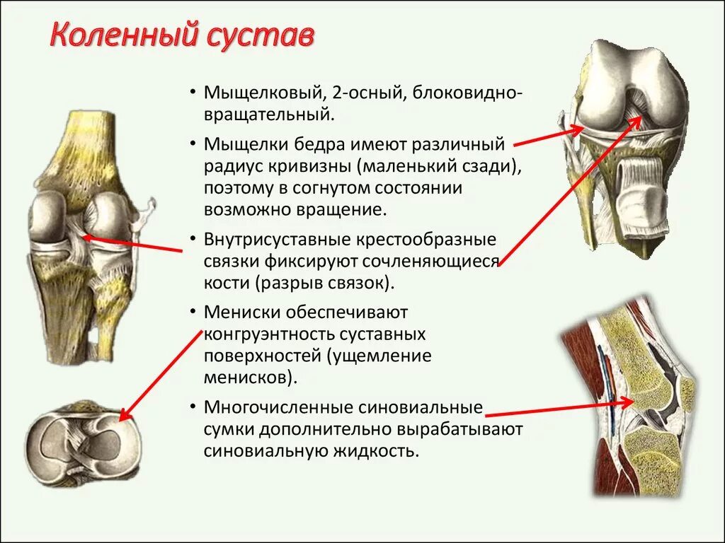 Связи коленного сустава. Костная структура коленного сустава. Коленный сустав Тип соединения. Функции коленного сустава человека анатомия. Коленный сустав кости связки мышцы.