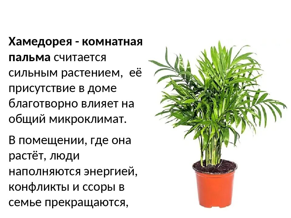 Хамедорея комнатное растение. Хамедорея пальмовая. Хамедорея Аренберга. Пальма хамедорея Родина. Хамедорея пересадка в домашних условиях