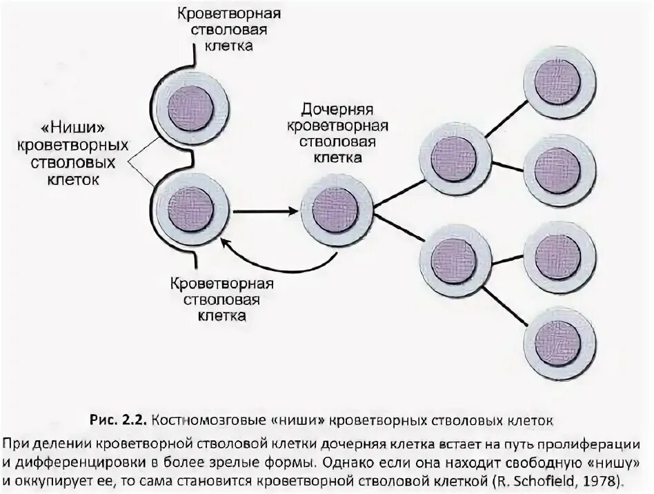 Деление стволовых клеток