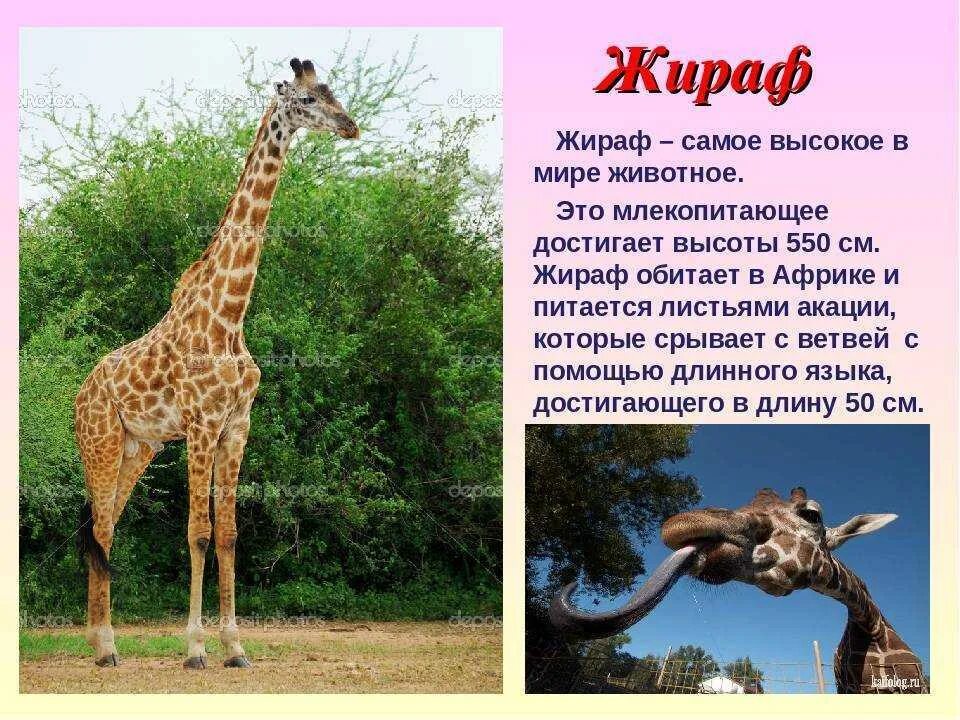 Интересные факты про млекопитающих. Жираф описание. Рассказ о жирафе. Доклад о жирафе. Жираф описание для детей.