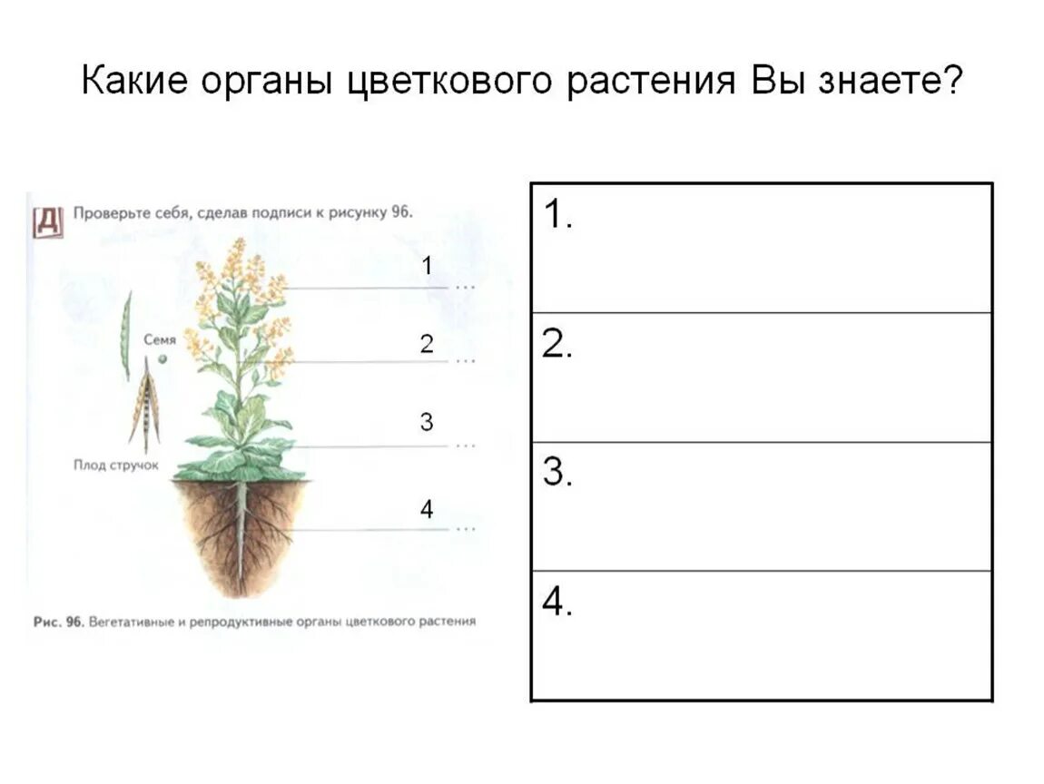 Органы цветкового растения. Строение органов растений. Карточка органы растения. Органы растения схема. Назовите органов цветковых растений