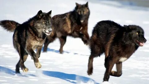 Mavs wolves