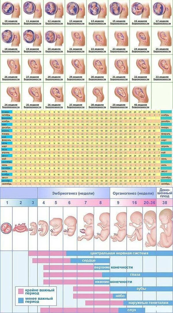 Таблица беременности и развитие ребенка. Календарь беременности по неделям плод. Период развития эмбриона и плода по неделям. Формирование плода по месяцам беременности таблица. Недели беременности ру