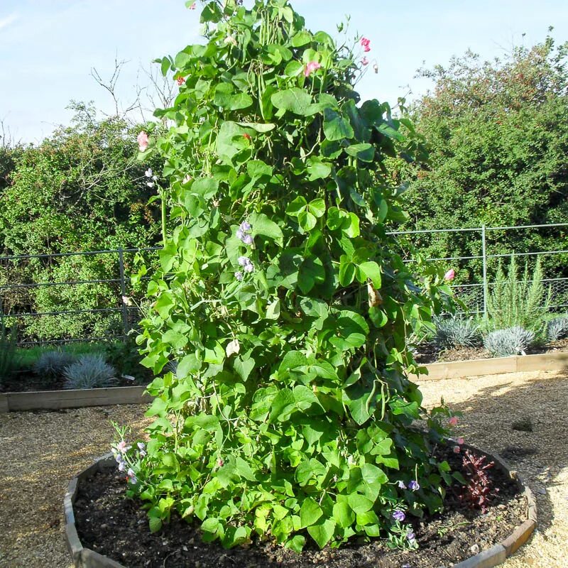 Фасоль стручковая рассада. Как вырастить фасоль в в грунте. Вигна рассада. Подвязка спаржевой фасоли. Как вырастить фасоль в в грунте.