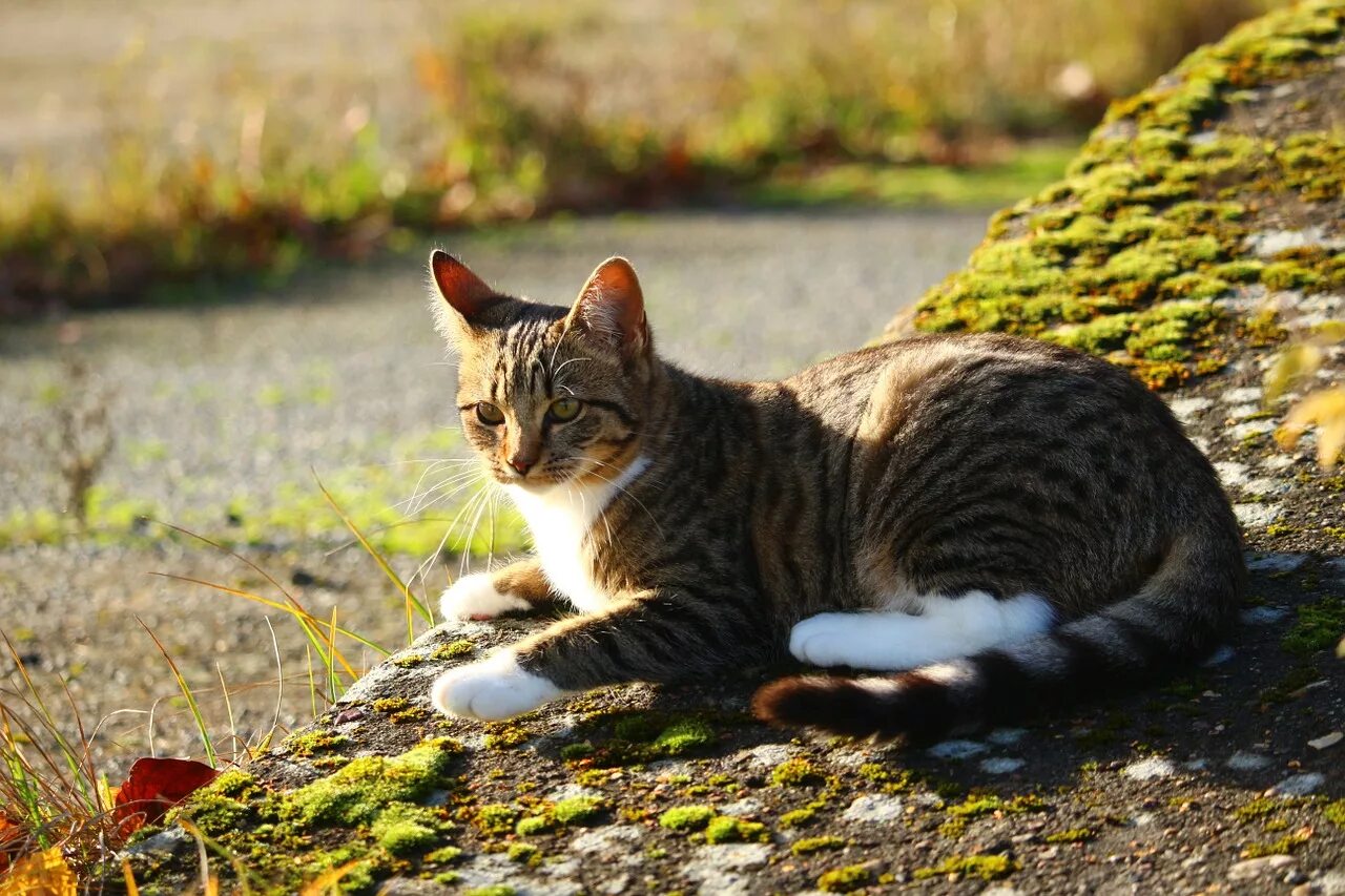 Кошка на природе. Кошка лежит. Красивые коты. Красивая кошка на природе.