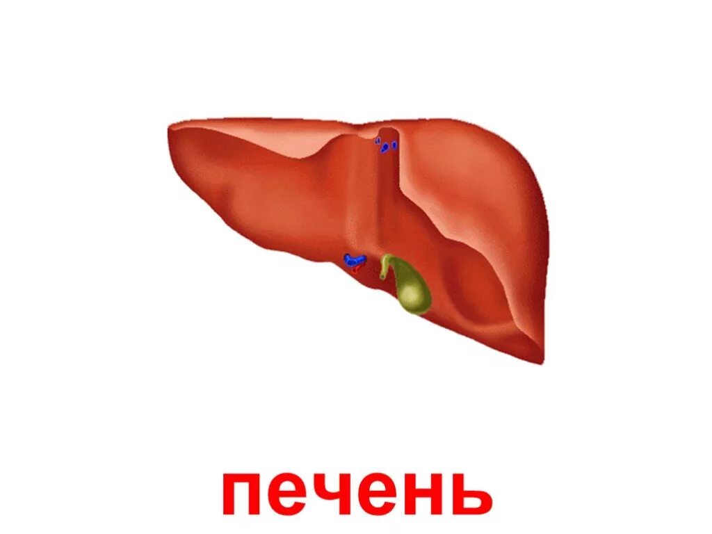 Почка печень сердце. Печень рисунок. Печень картинка. Внутренние органы печень.