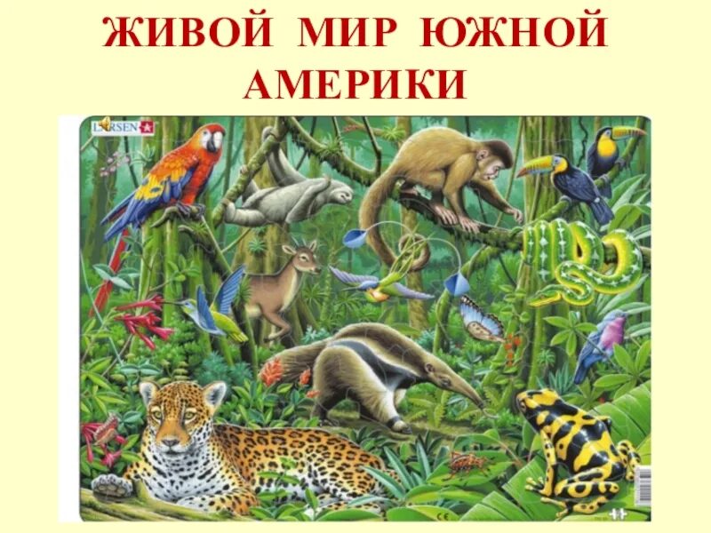 Кто живет в южной америке животные. Живой мир Южной Америки. Животные Южной Америки для детей. Южная Америка животные и растения. Животный мир Южной Америки презентация.