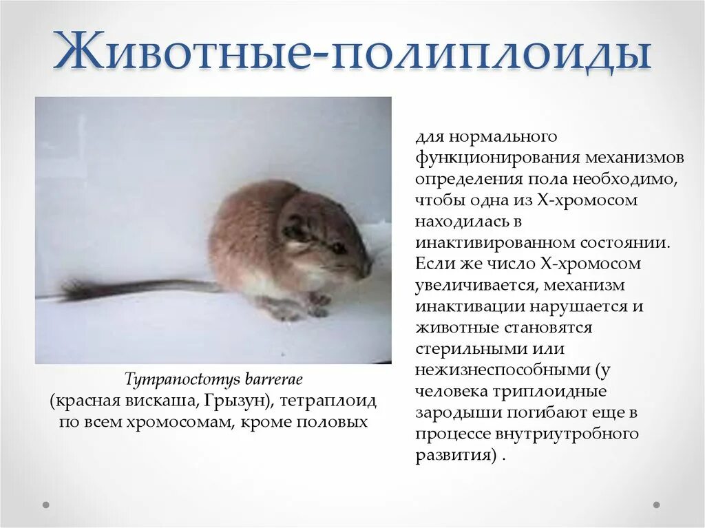 Полиплоидизация животных. Животные полиплоиды. полиплоидизация у животных. естественные полиплоиды животных. животные полиплоиды примеры.