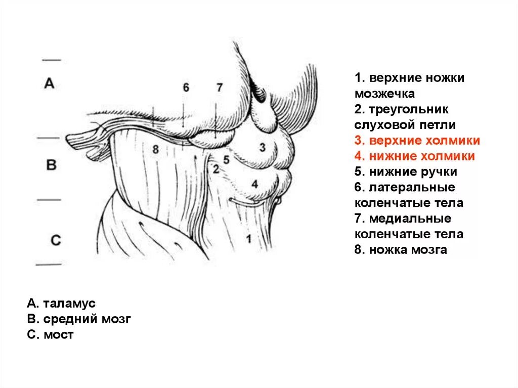 Средние ножки мозжечка. Треугольная петля среднего мозга. Треугольник петли перешеек ромбовидного мозга. Коленчатое тело среднего мозга. Средний мозг Латеральное коленчатое тело.