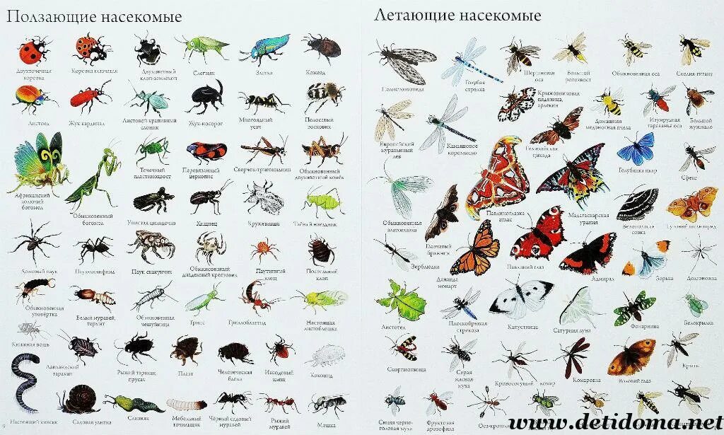 Насекомые названия. Картинки насекомых с названиями. Видовые названия насекомых. Насекомые и ихнащвания. Виды насекомые список
