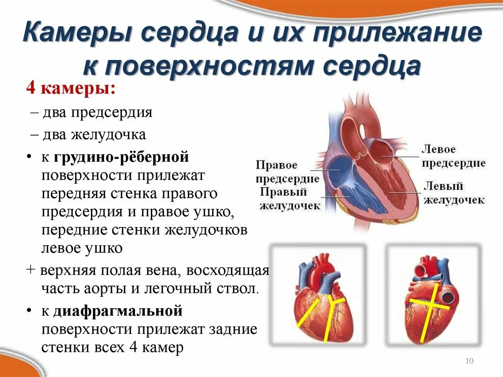 Строение камер сердца кратко. Внутреннее строение сердца камеры сердца. Функции предсердий желудочков и клапанов сердца. Строение сердца камеры и клапаны. Где предсердие