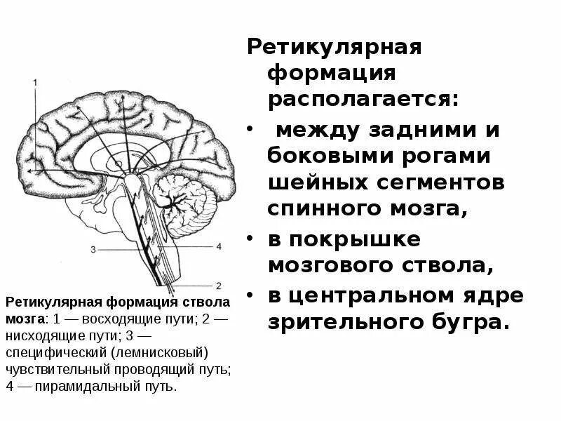 Ядра ретикулярной формации схема. Ретикулярная формация мозга функции. Ретикулярная формация функции ЦНС. Ретикулярная формация ствола мозга.