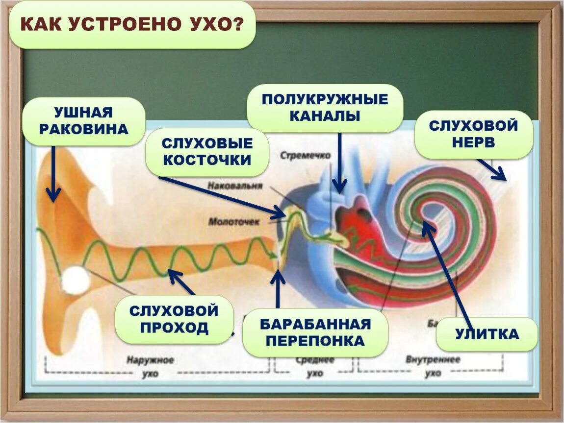 Как устроено ухо. Как обустроено ухо. Как устроено ухо человека. Как устроена уха у человека. Улитка и слуховой нерв