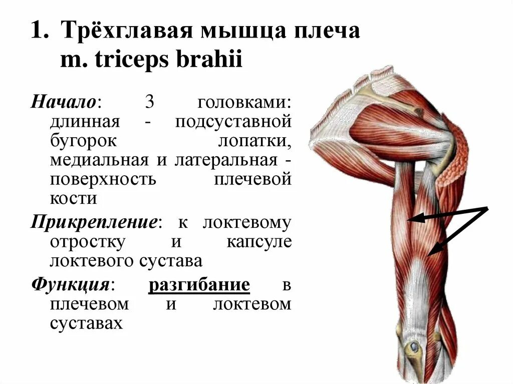 К чему крепятся мышцы. Сухожилие двуглавой мышцы плеча анатомия. Трицепс анатомия мышц. Длинная головка трицепса крепление. Трехглавая мышца плеча анатомия.