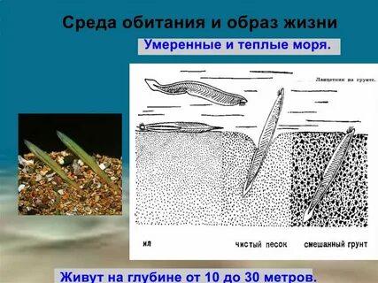 Какой образ жизни ведет ланцетник