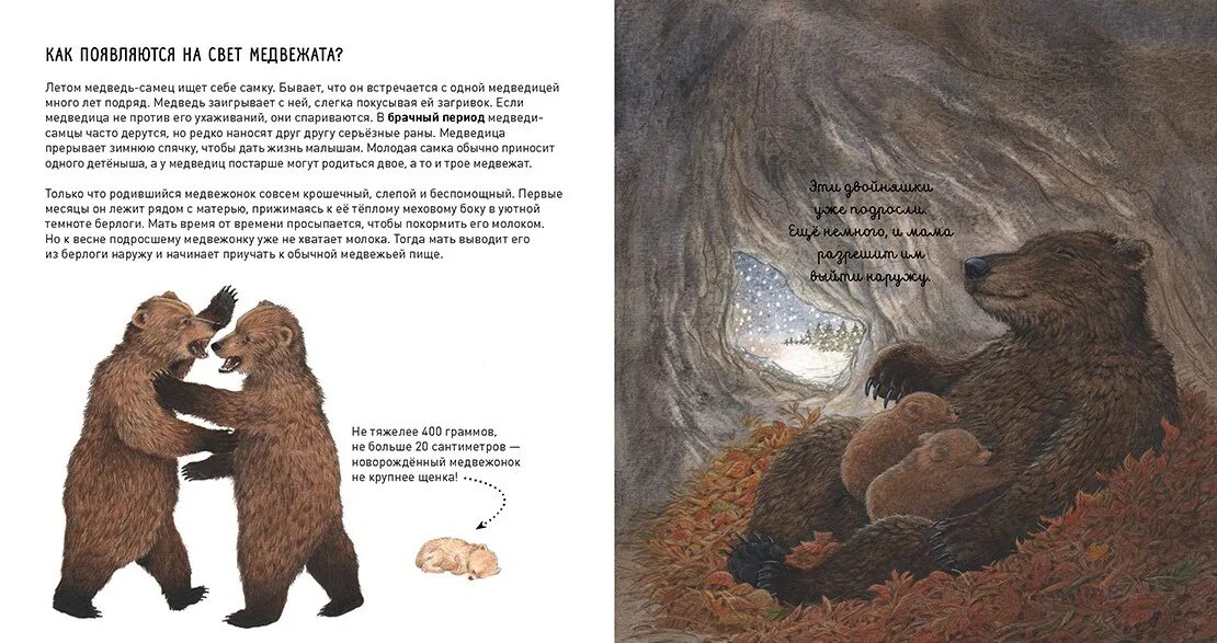 Медведь с книгой. Медведь сказка. Сказка про медвежонка. Мама Медведица и Медвежонок.