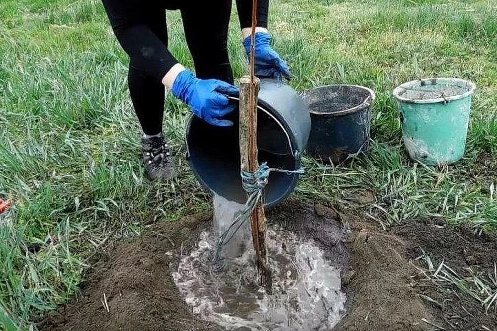 Сколько можно держать саженцы в воде. Полив деревьев. Полив саженцев. Полив плодовых деревьев. Полив саженца.