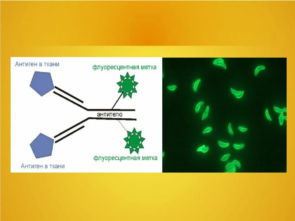 Тканевые антигены. МФА метод флюоресцирующих антител. Реакция флюоресцирующих антител. Метод флюоресцирующих антител микробиология. Реакция иммунной флуоресценции.