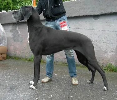 Классический дог