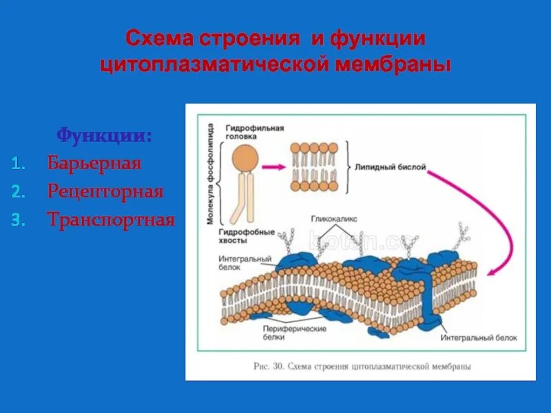 Прокариоты клеточной мембраны. Цитоплазматическая мембрана строение и функции. Строение цитоплазматической мембраны и ее функции. Схема цитоплазматической мембраны функции. Строение цитоплазматической мембраны клетки.