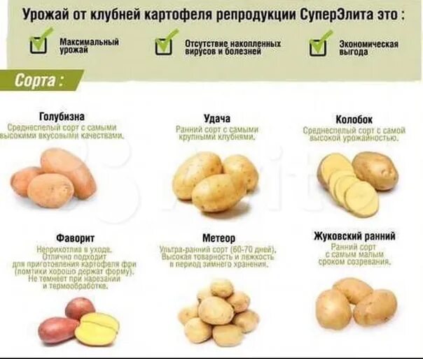 Краса мещеры картофель характеристика отзывы. Сорт картошки Фаворит. Картофель Фаворит описание. Семена картофеля удача описание сорта. Семена картофеля суперэлита.