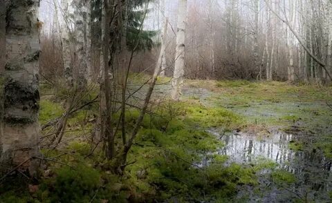 Болото овраге