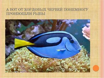 Дори вид рыбы