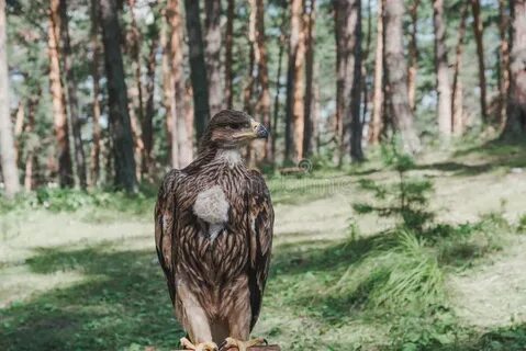 Орел в лесу есть