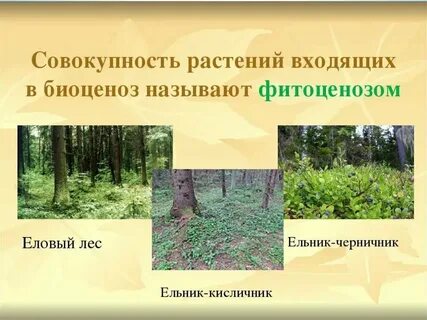 Растения в разных экосистемах