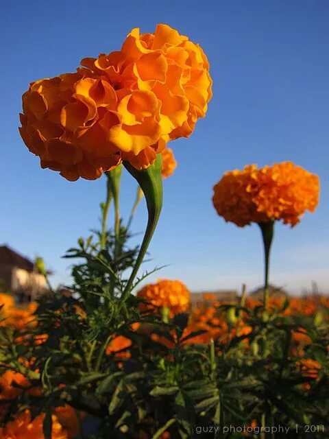 Тагетес Килиманджаро. Прибалтийская оранжевая гвоздика. Оранжевые цветы для клумбы. Оранжевые гвоздики