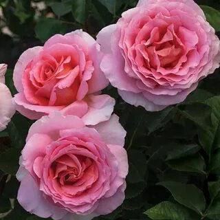 Rose jo