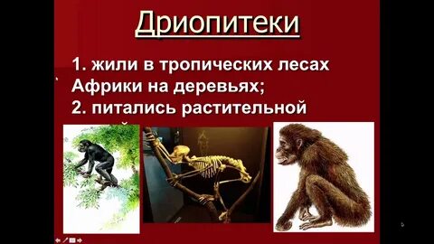 1 дриопитек