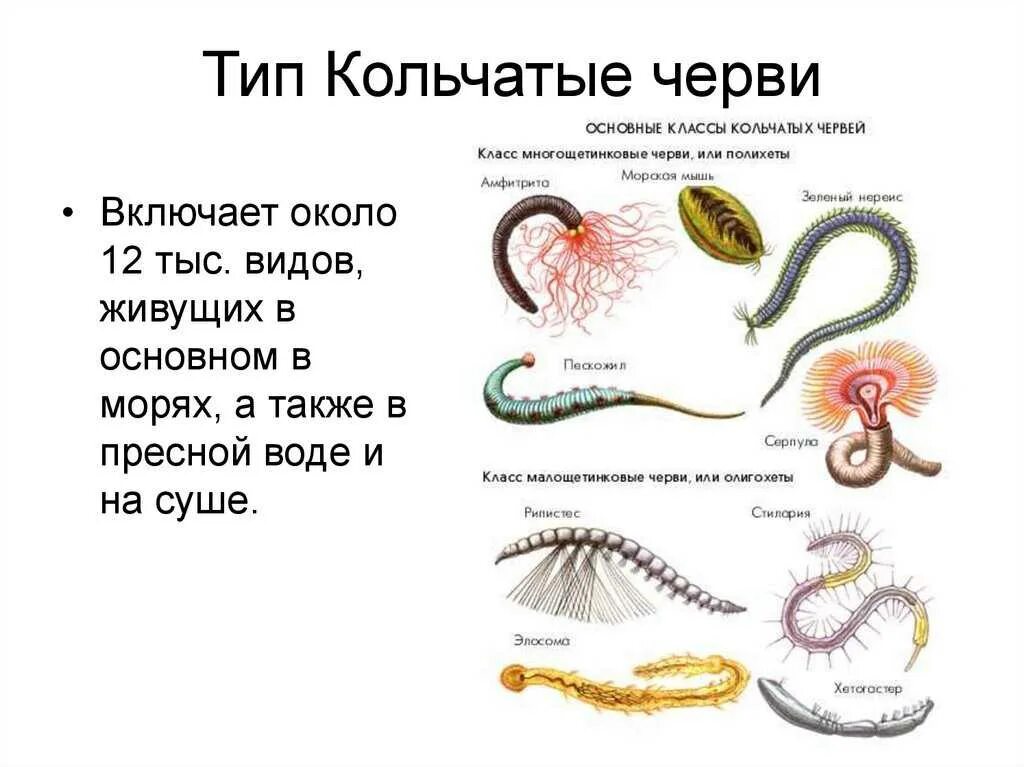 3 признака кольчатых червей. Тип круглые черви и кольчатые черви. Таксономия кольчатых червей. Биология 7 класс типы кольчатых червей. Беспозвоночные животные Тип кольчатые черви это.