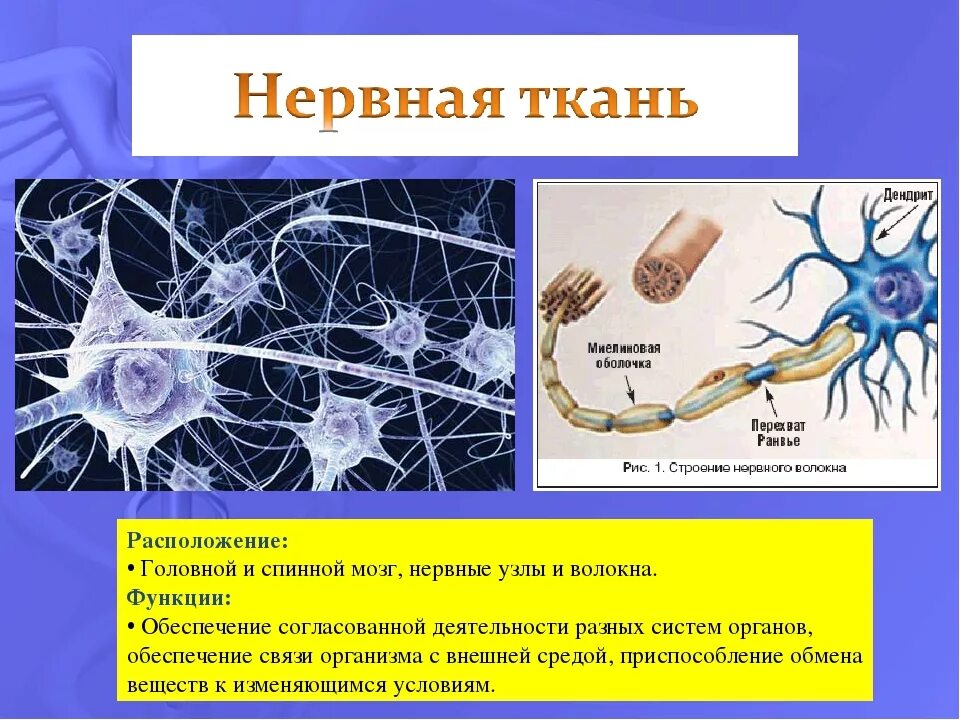 Нервная ткань расположение строение функции. Нервная ткань функции примеры строение. Нервная ткань функции и строение и местонахождение. Строение нервной ткани 8 класс биология.