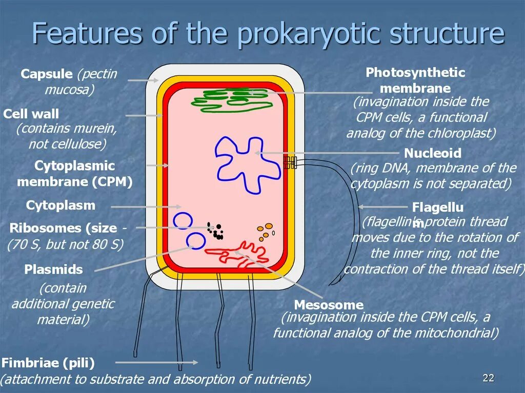 Прокариоты где. Строение клетки. Особенности прокариотической клетки. Особенности строения прокариотической клетки. Особенности строения прокариотической Прокариотическая клетка. Особенности строения бактериальной прокариотической клетки.