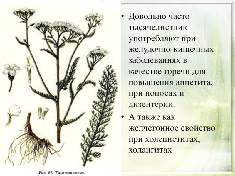 Клевер тысячелистник. Полынь, тысячелистник, цикорий. Полынь тысячелистник. Пижма и бессмертник. Тысячелистник пижма полынь.