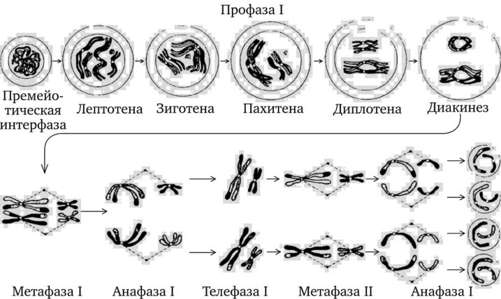 Мейоз основа полового размножения. Профаза 1 мейоза лептотена зиготена пахитена. Стадии мейоза лептотена. Стадии мейоза лептотена зиготена. Профаза мейоза 1 лептотена зиготена пахитена диплотена диакинез.
