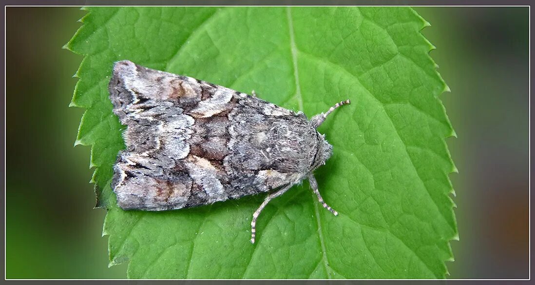 гусеница бабочки пяденицы. моль-малютка чешуекрылые. совка садовая. бабочка яблонная плодожорка. чешуекрылые вредители.
