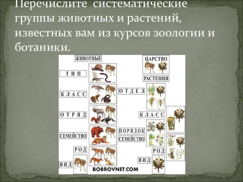 Последовательность систематических групп классификации животных. Система таксономических категорий растений и животных. Систематические группы живо. Систематтчеуие грцппы жи. Систе матические гоурпы животных.