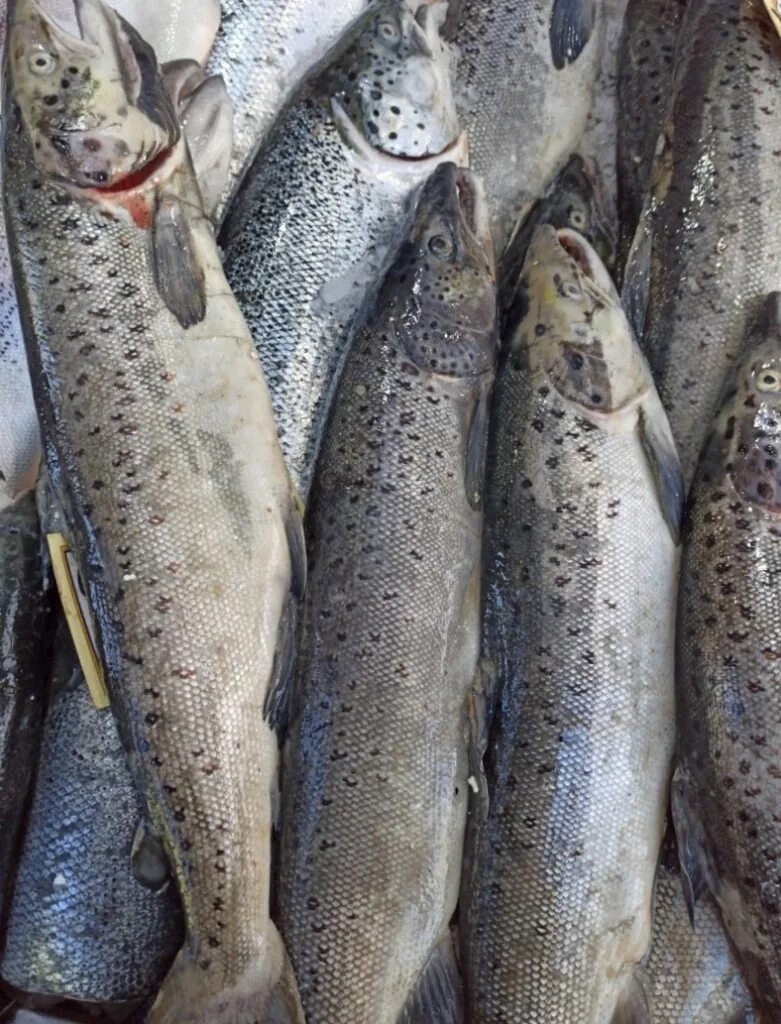 Файл:Salvelinus  Википедия